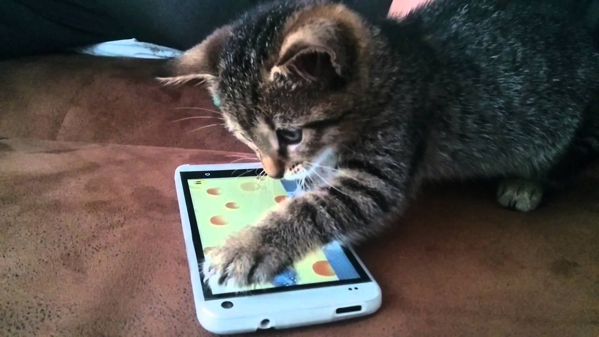 Cat playing a videogame on a smartphone